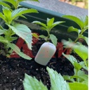 Flower Care Smart Monitor - SOIL Smart Sensor